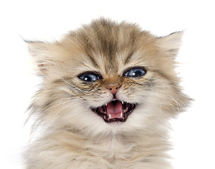 Image showing persian kitten