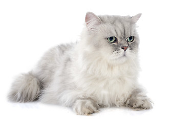 Image showing persian cat
