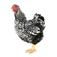 Image showing Wyandotte chicken