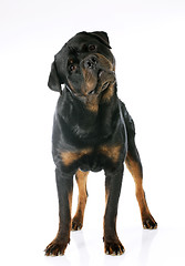 Image showing rottweiler