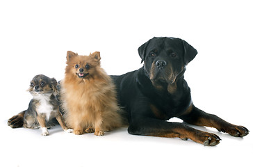 Image showing rottweiler and little dogs