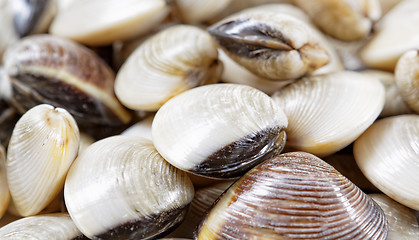 Image showing fresh clams
