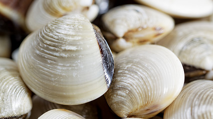 Image showing fresh clams