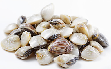 Image showing fresh clams