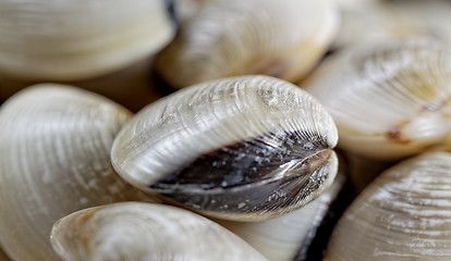Image showing fresh clams