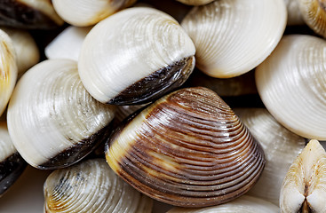 Image showing fresh clams