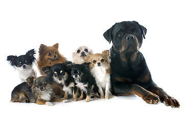 Image showing rottweiler and little dogs
