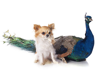 Image showing peacock and chihuahua