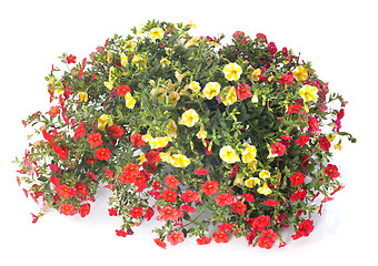 Image showing Calibrachoa flowers