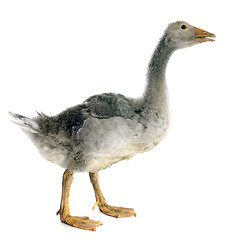 Image showing gray gosling