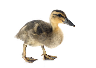 Image showing young duckling