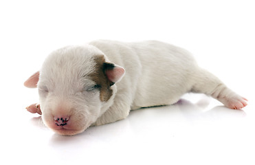 Image showing puppy jack russel terrier