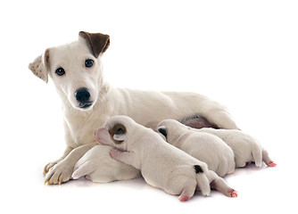 Image showing family jack russel terrier