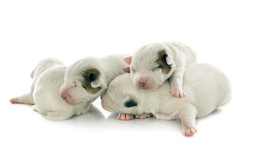 Image showing puppies jack russel terrier