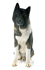 Image showing american akita