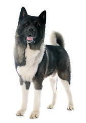 Image showing american akita