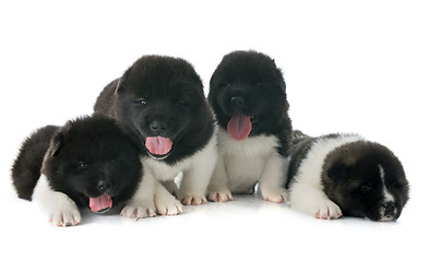 Image showing puppies american akita