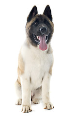 Image showing puppy american akita