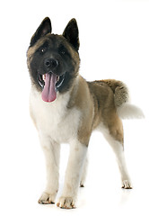 Image showing puppy american akita