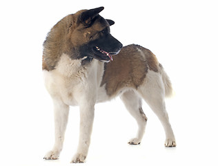 Image showing american akita