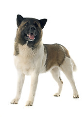 Image showing american akita