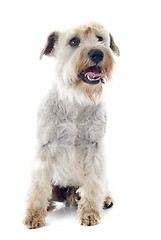 Image showing white miniature schnauzer