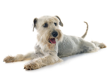 Image showing white miniature schnauzer