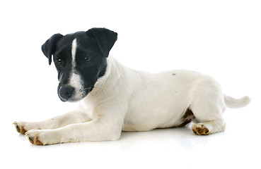 Image showing puppy jack russel terrier