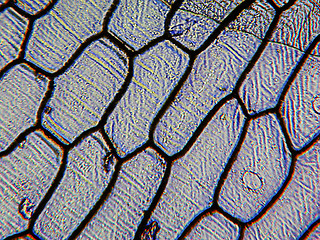 Image showing Onion epidermus micrograph