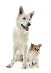 Image showing Swiss shepherd and chihuahua