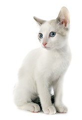 Image showing white kitten