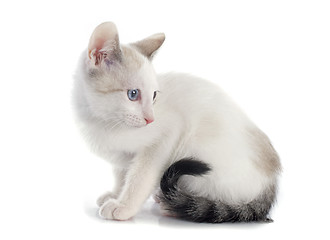 Image showing white kitten