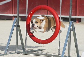 Image showing american bulldog in agility