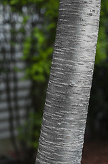 Image showing Birch Tree Trunk Detail