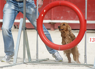 Image showing cocker spaniel in agility