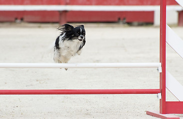 Image showing jumping chihuahua