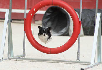 Image showing jumping chihuahua