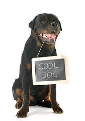 Image showing rottweiler and placard