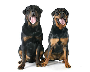 Image showing rottweilers