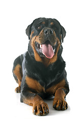 Image showing rottweiler