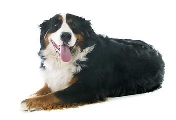 Image showing bernese moutain dog