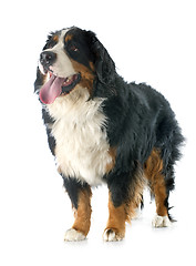 Image showing bernese moutain dog