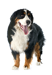 Image showing bernese moutain dog