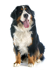 Image showing bernese moutain dog