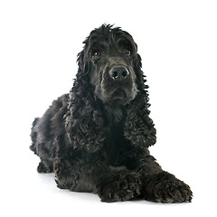 Image showing english cocker