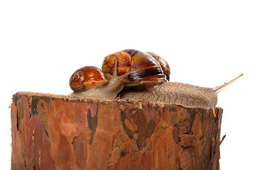 Image showing Family of snails on pine tree stump