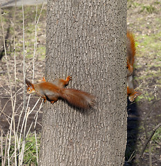 Image showing Two red squirrels on tree trunk