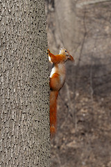 Image showing Red squirrels on tree