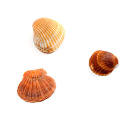 Image showing Three seashells