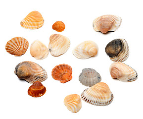Image showing Seashells isolated on white 